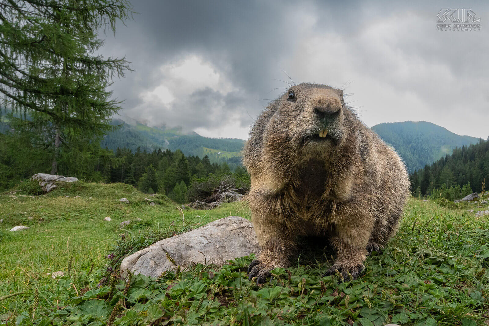 Bachalm - Alpenmarmot Close-up van een alpenmarmot (Marmota marmota) met een groothoeklens Stefan Cruysberghs
